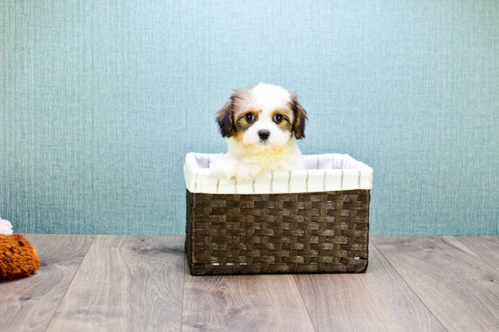 Meet Carly - our Cavachon Puppy Photo 