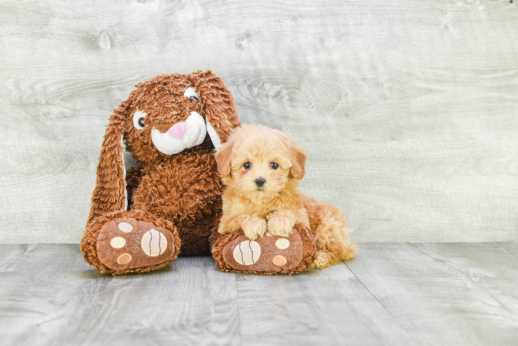 Adorable Cavoodle Poodle Mix Puppy