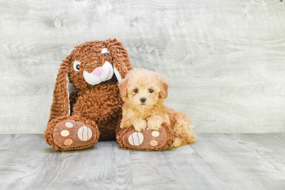Adorable Cavoodle Poodle Mix Puppy