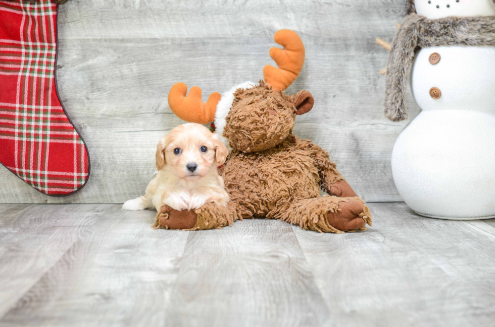 Fluffy Cavachon Designer Pup