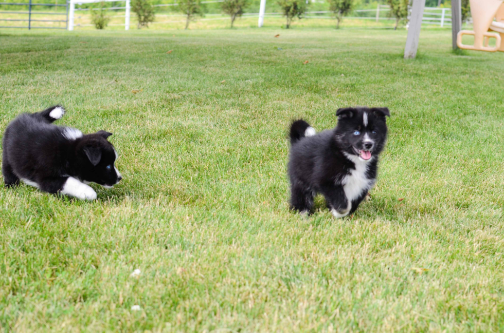 Pomsky Puppy for Adoption