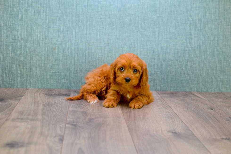 Happy Cavapoo Baby