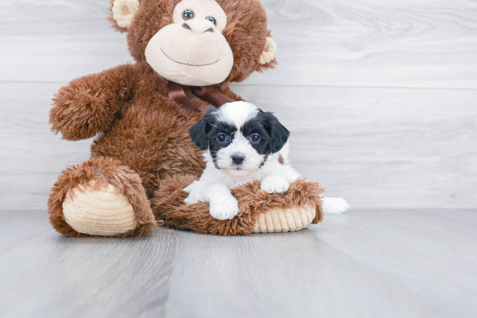 Teddy Bear Pup Being Cute