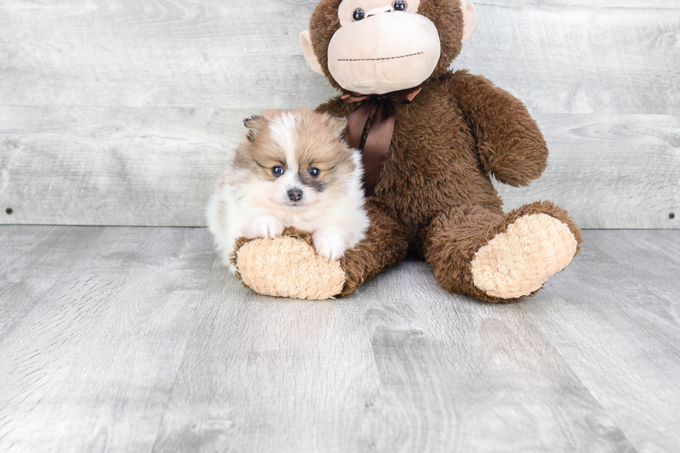 Akc Registered Pomeranian Baby