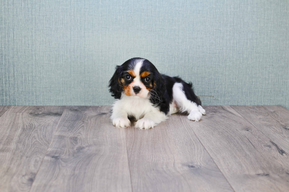 Playful Cavalier King Charles Spaniel Baby