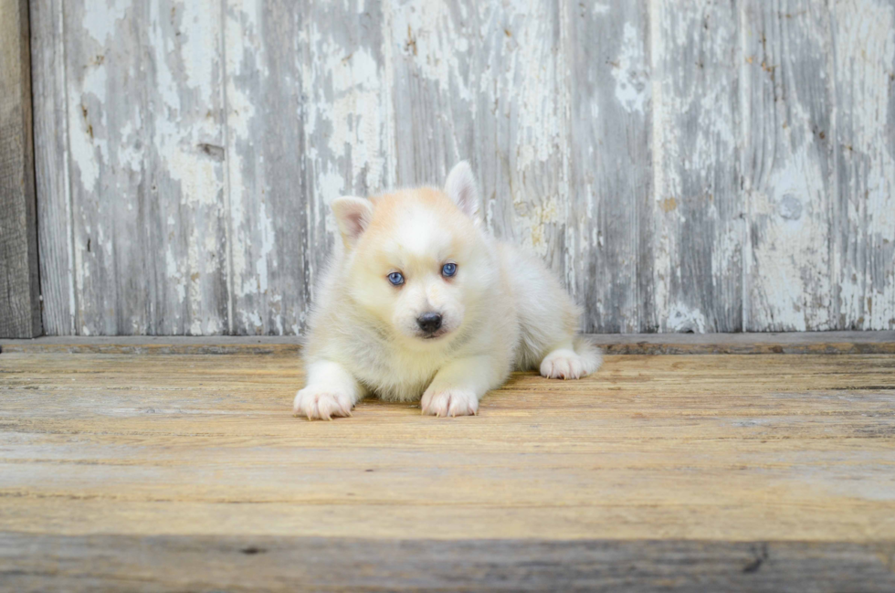 Sweet Pomsky Baby