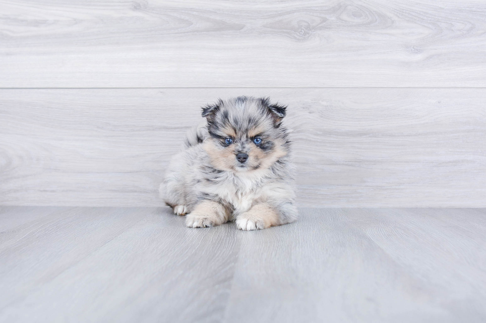 Cute Pomeranian Purebred Puppy