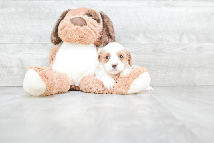 Hypoallergenic Cavoodle Poodle Mix Puppy
