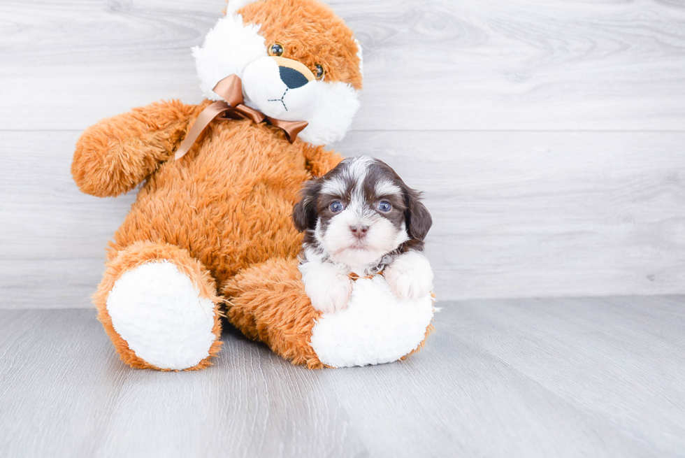Havanese Pup Being Cute