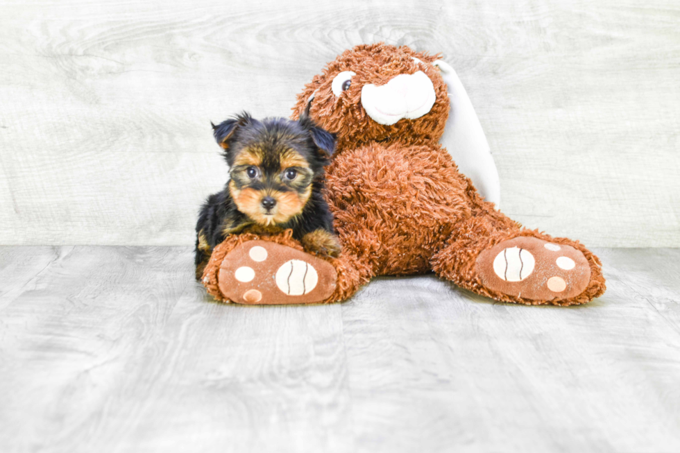 Meet Twinkle - our Yorkshire Terrier Puppy Photo 