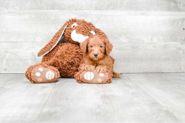 Small Mini Goldendoodle Baby