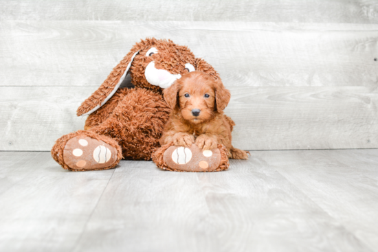 Small Mini Goldendoodle Baby