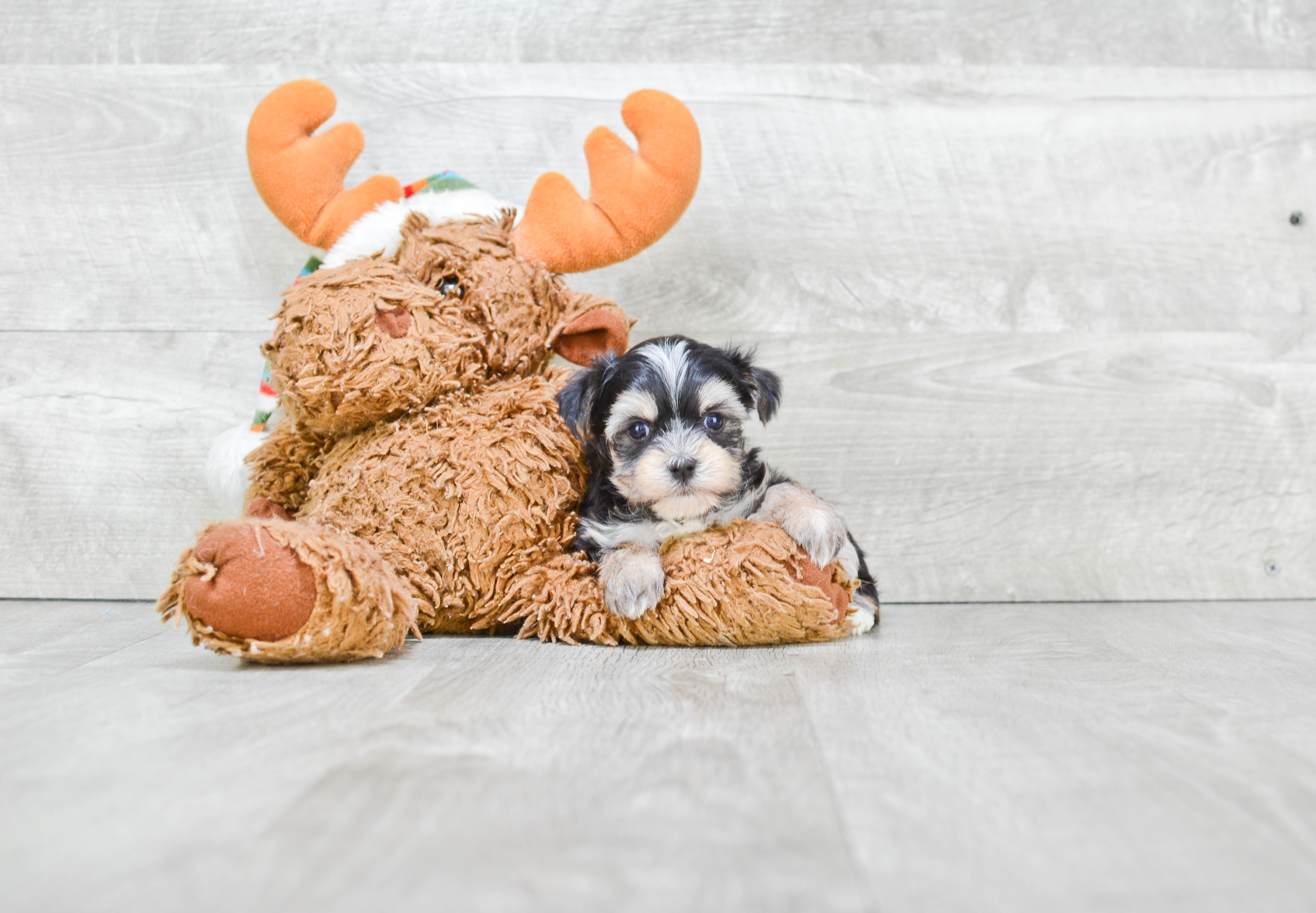 Cute Morkie Baby