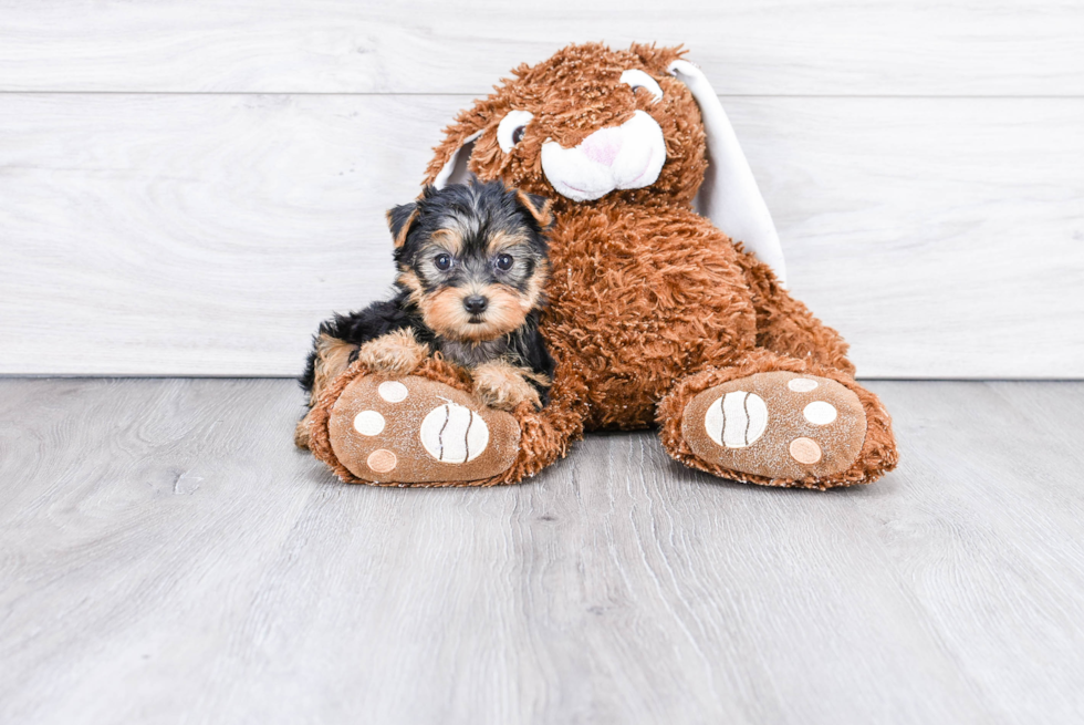 Meet Becca - our Yorkshire Terrier Puppy Photo 