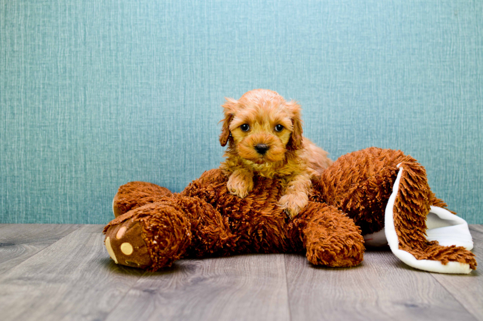 Small Cavapoo Baby