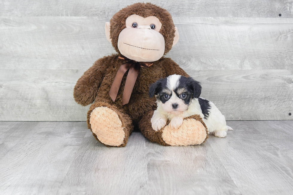 Sweet Cavachon Baby