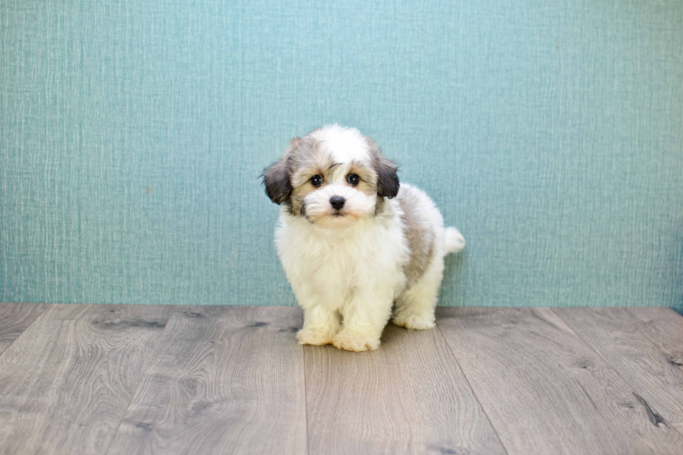 Teddy Bear Pup Being Cute