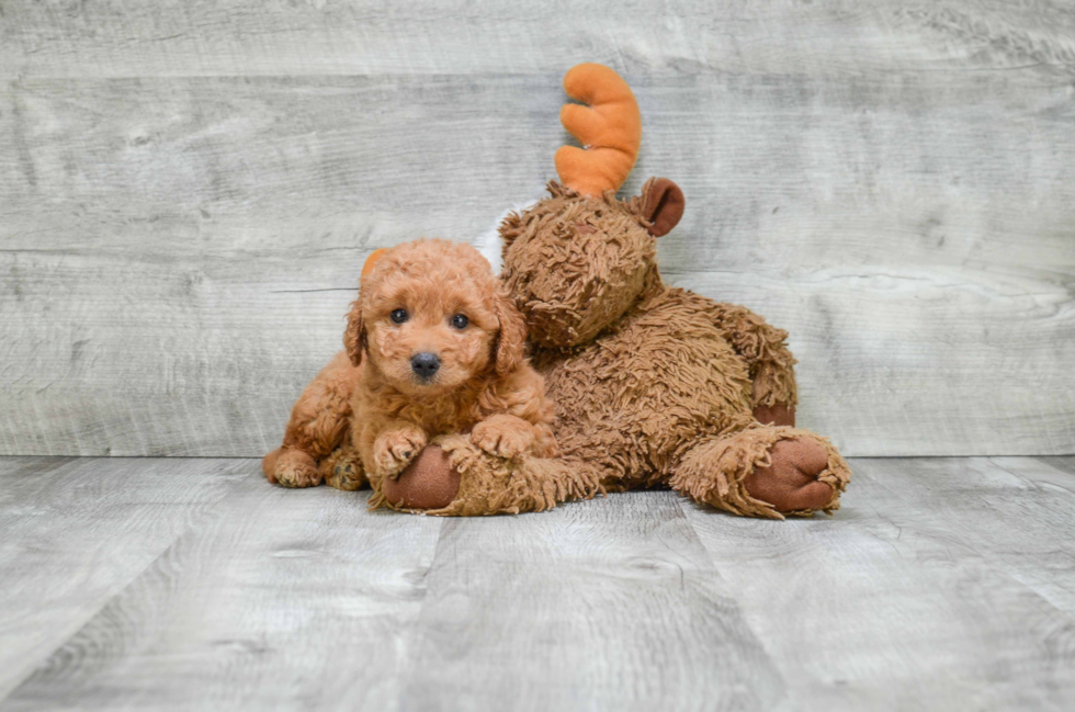 Adorable Golden Retriever Poodle Mix Puppy