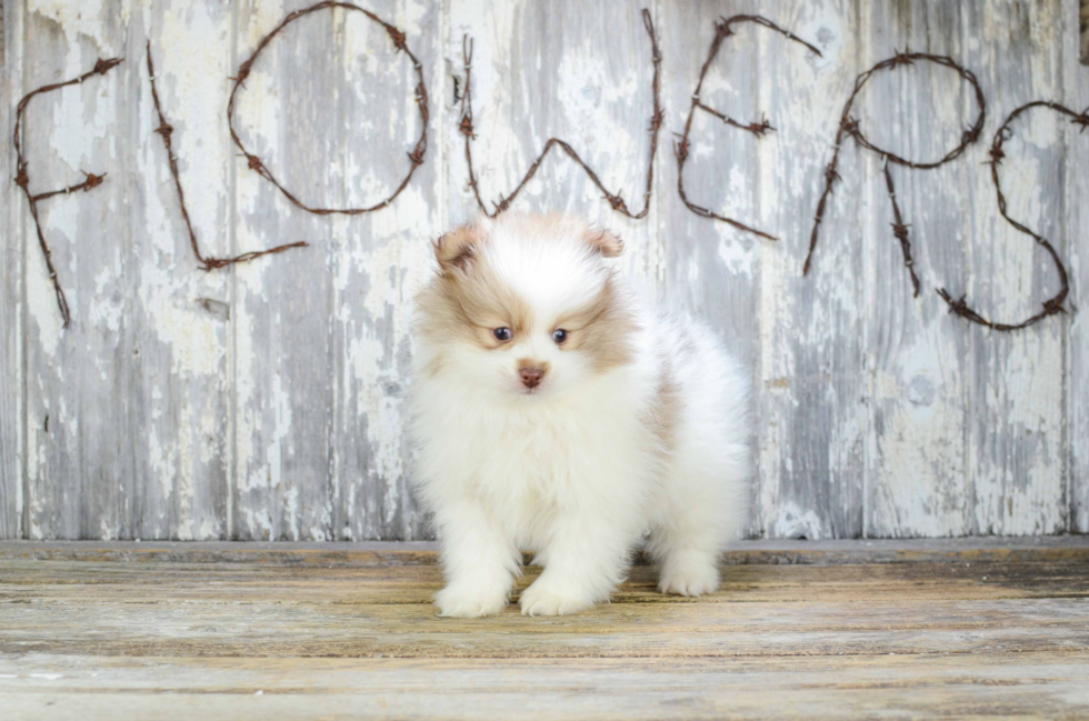 Pomeranian Puppy for Adoption