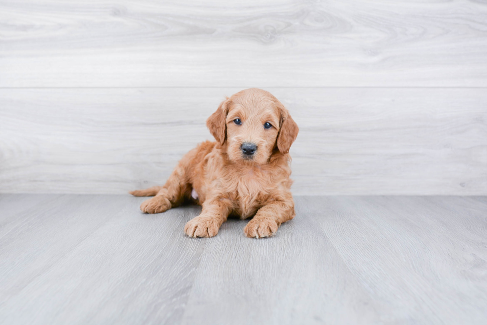 Fluffy Mini Goldendoodle Poodle Mix Pup