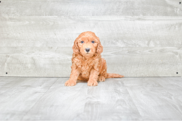 Hypoallergenic Golden Retriever Poodle Mix Puppy