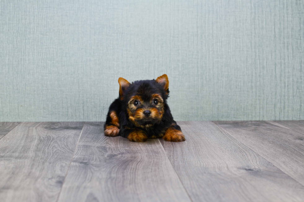 Meet Tinkerbell - our Yorkshire Terrier Puppy Photo 