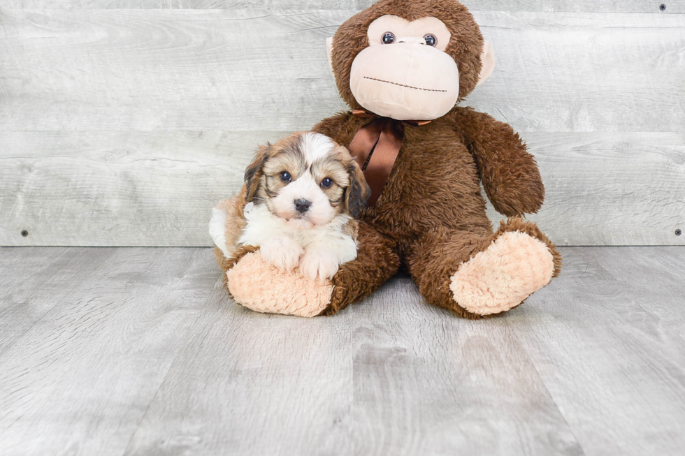 Best Cavachon Baby