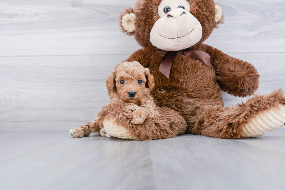 Hypoallergenic Cavoodle Poodle Mix Puppy