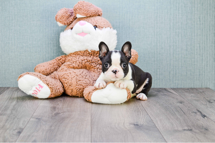 Energetic Frenchie Purebred Puppy