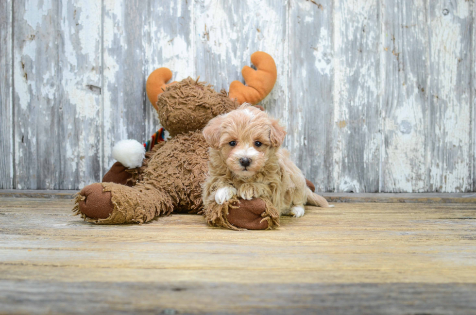 Maltipoo Puppy for Adoption