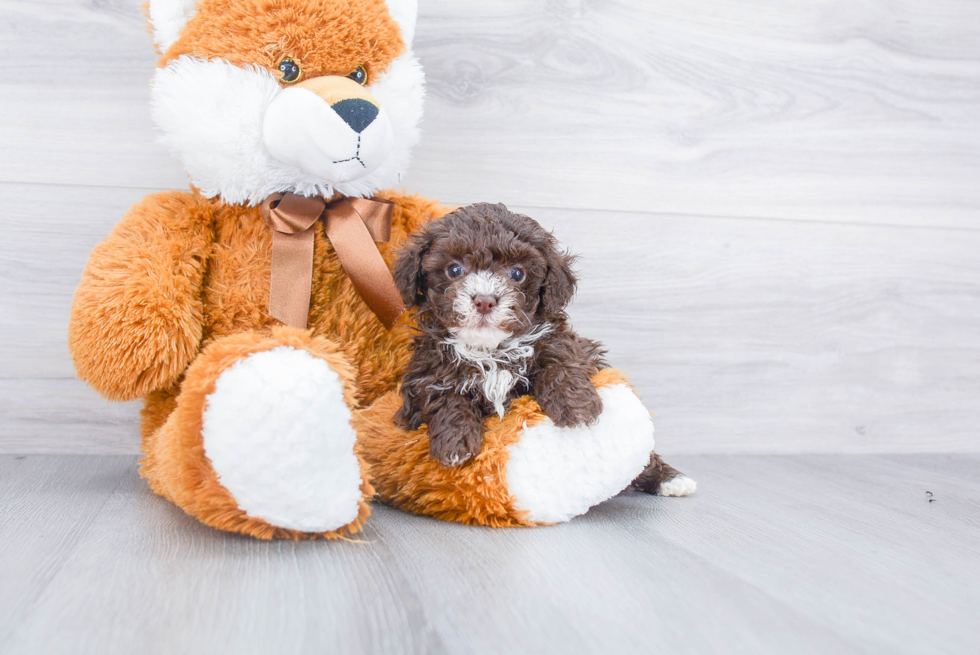 Adorable Pudle Purebred Puppy