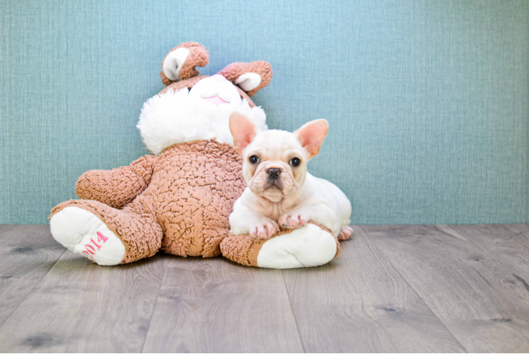 French Bulldog Pup Being Cute