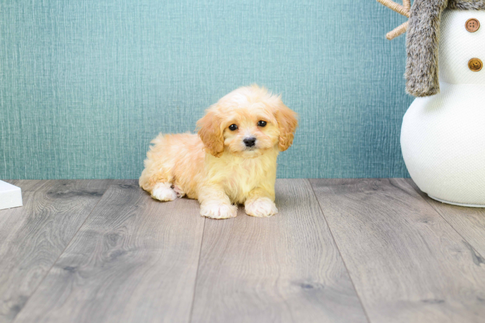 Cavachon Pup Being Cute