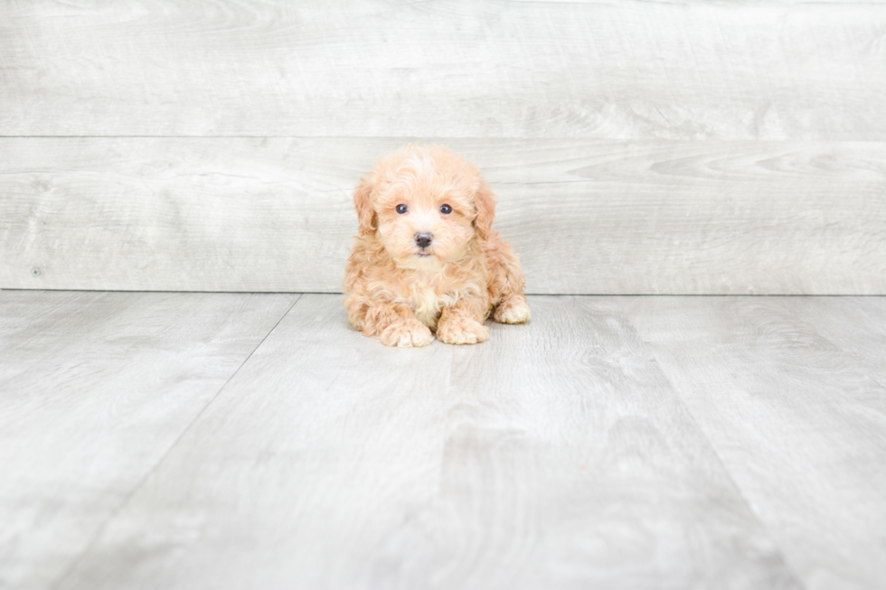 Best Maltipoo Baby