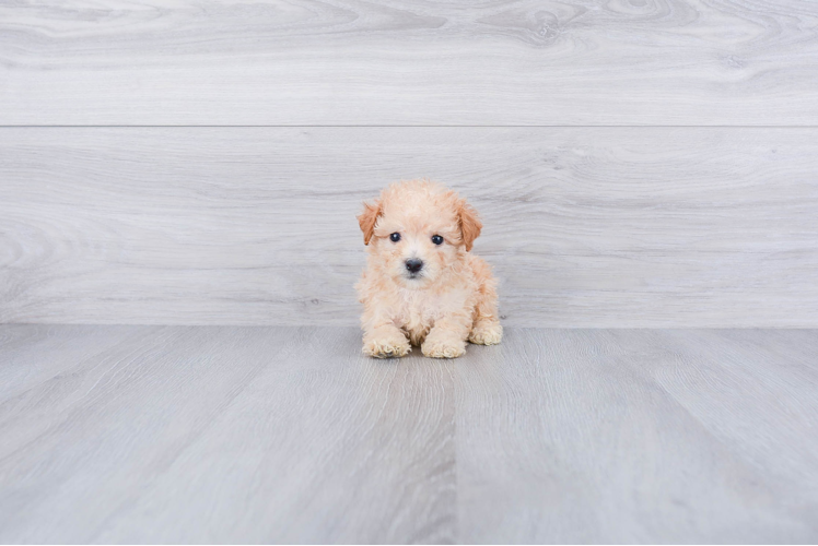 Best Maltipoo Baby