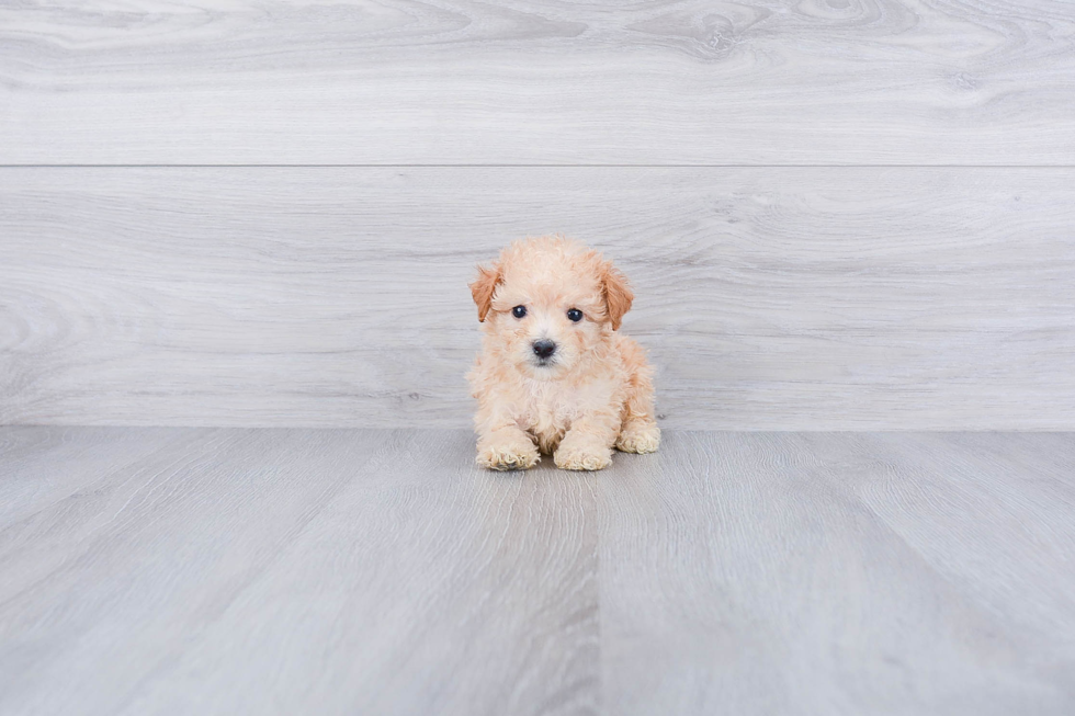 Best Maltipoo Baby