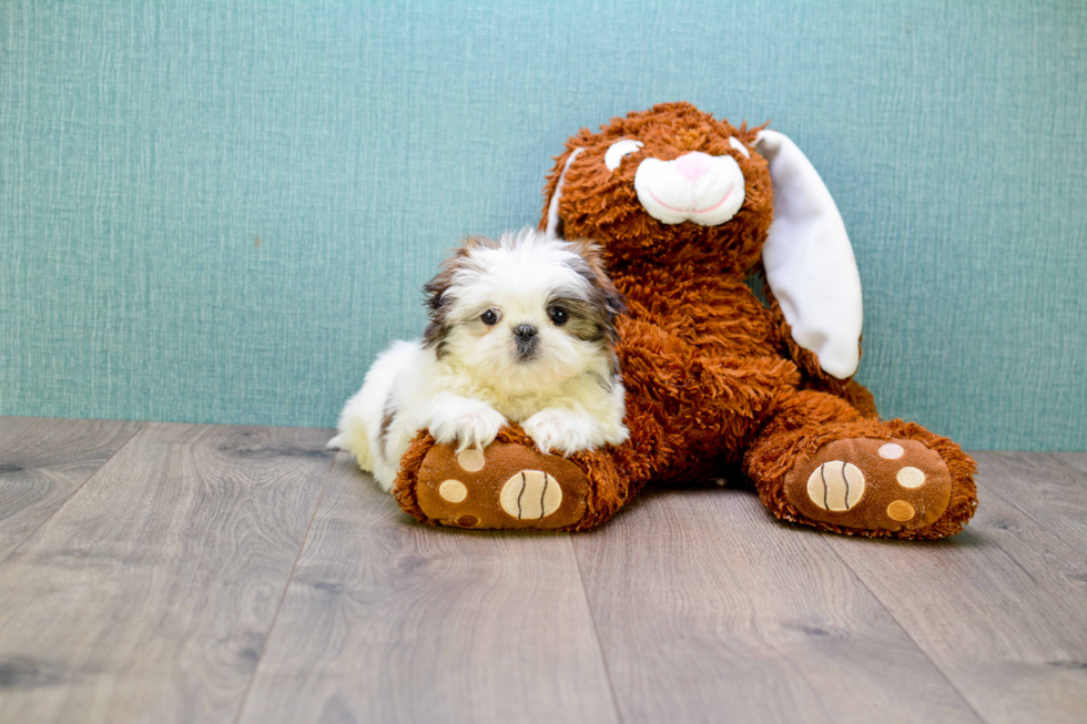 Small Shih Tzu Baby