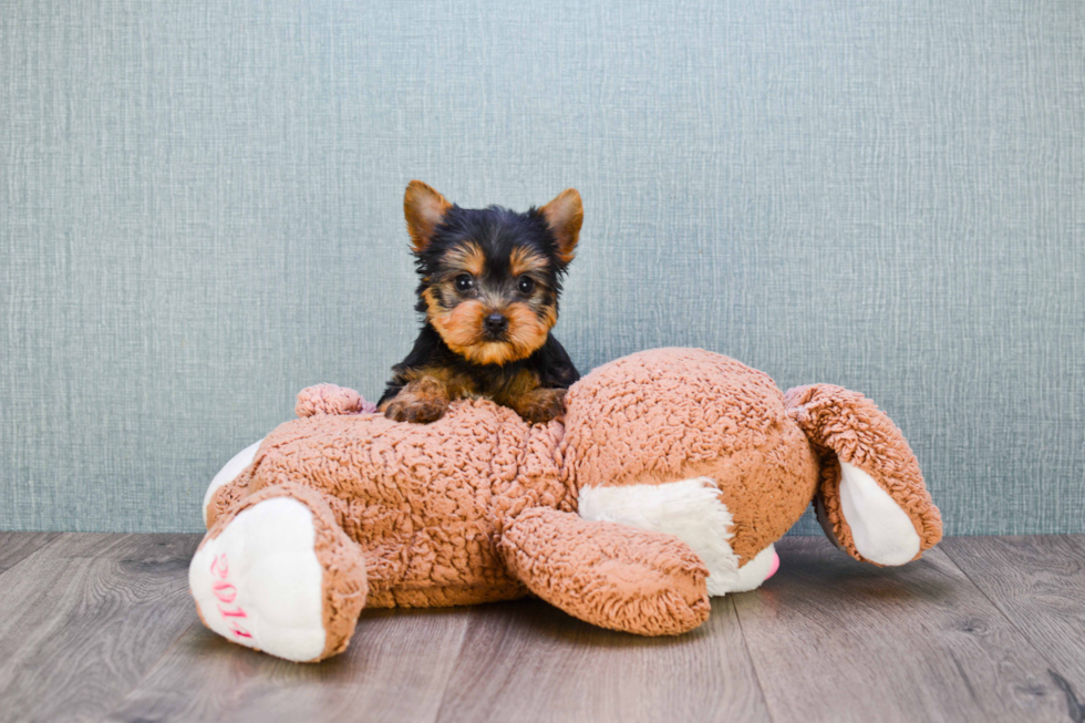 Meet Rascal - our Yorkshire Terrier Puppy Photo 