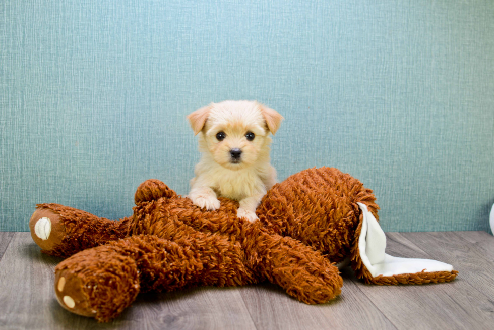 Hypoallergenic Yorkie Designer Puppy