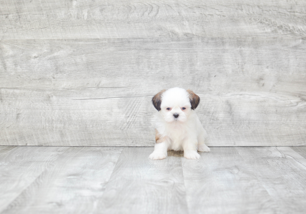 Playful Shi Chon Designer Puppy