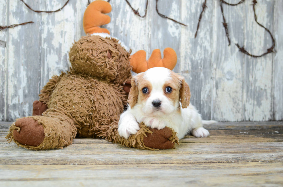 Little Cavalier Designer Puppy