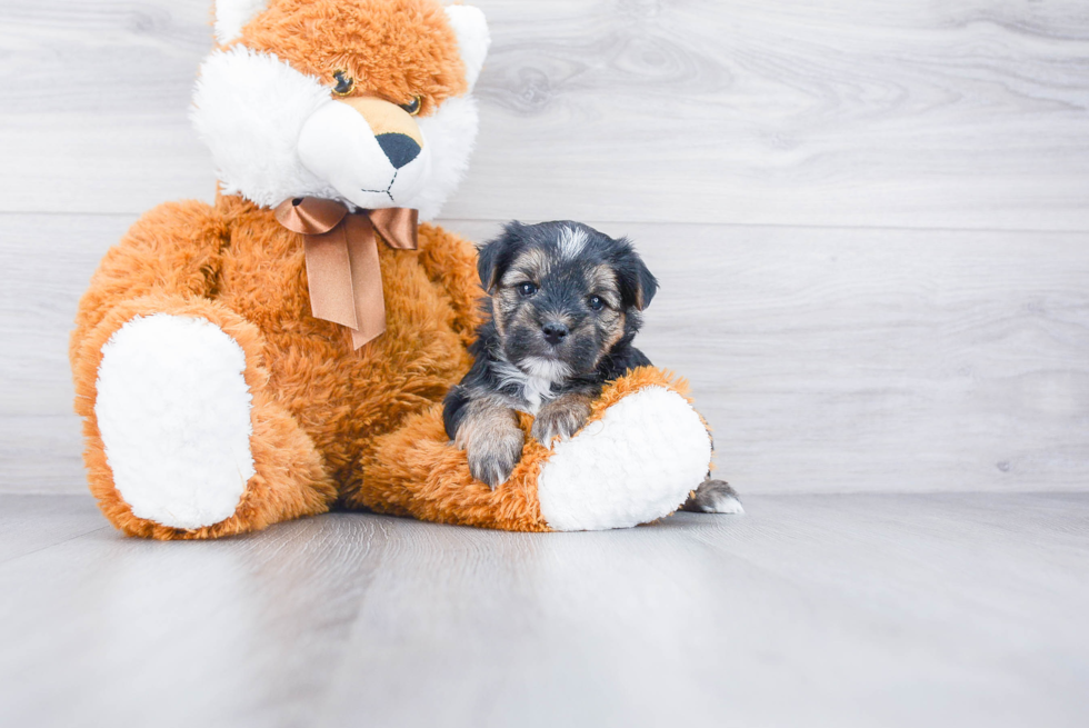 Cute Morkie Baby