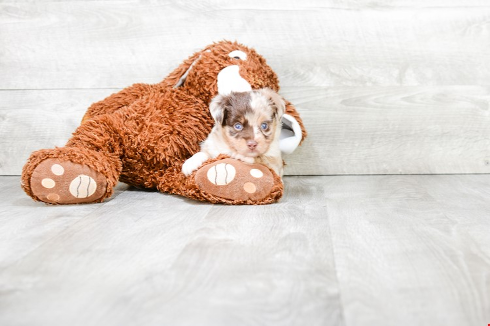 Smart Mini Aussiedoodle Poodle Mix Pup