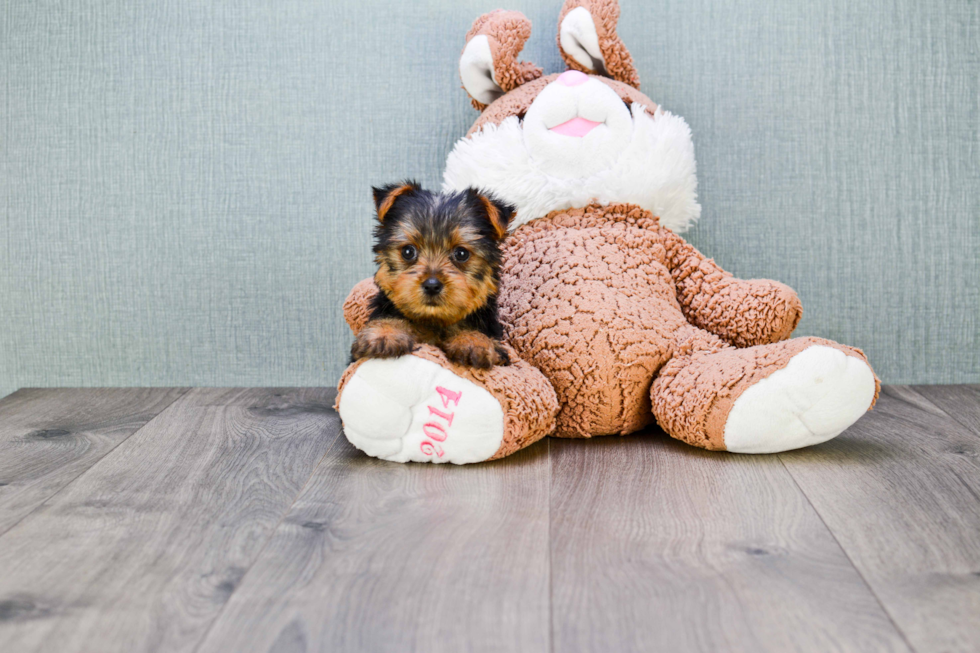 Meet Goldie - our Yorkshire Terrier Puppy Photo 