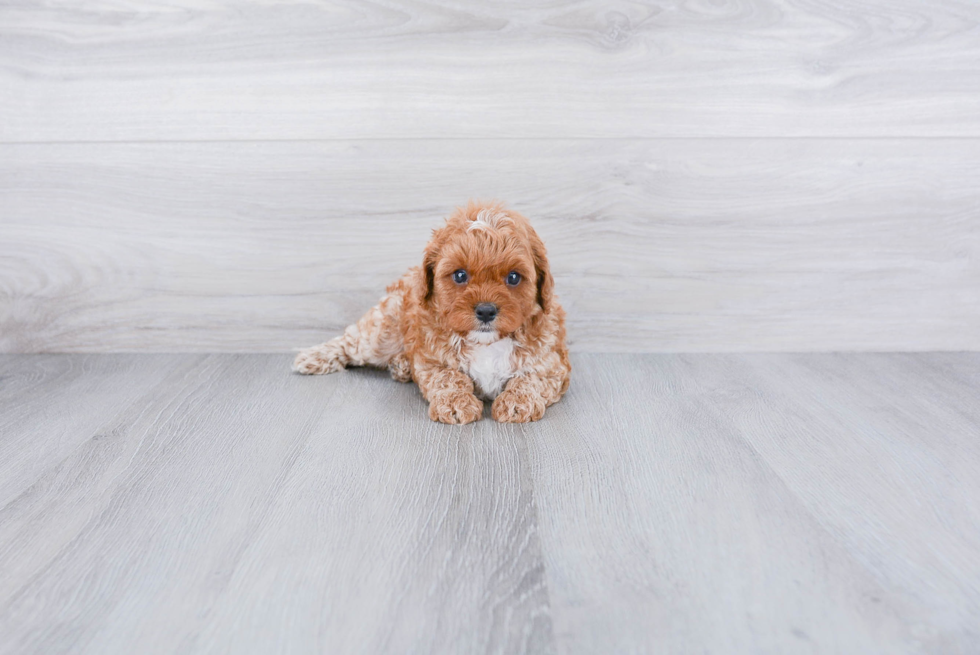 Hypoallergenic Cavoodle Poodle Mix Puppy