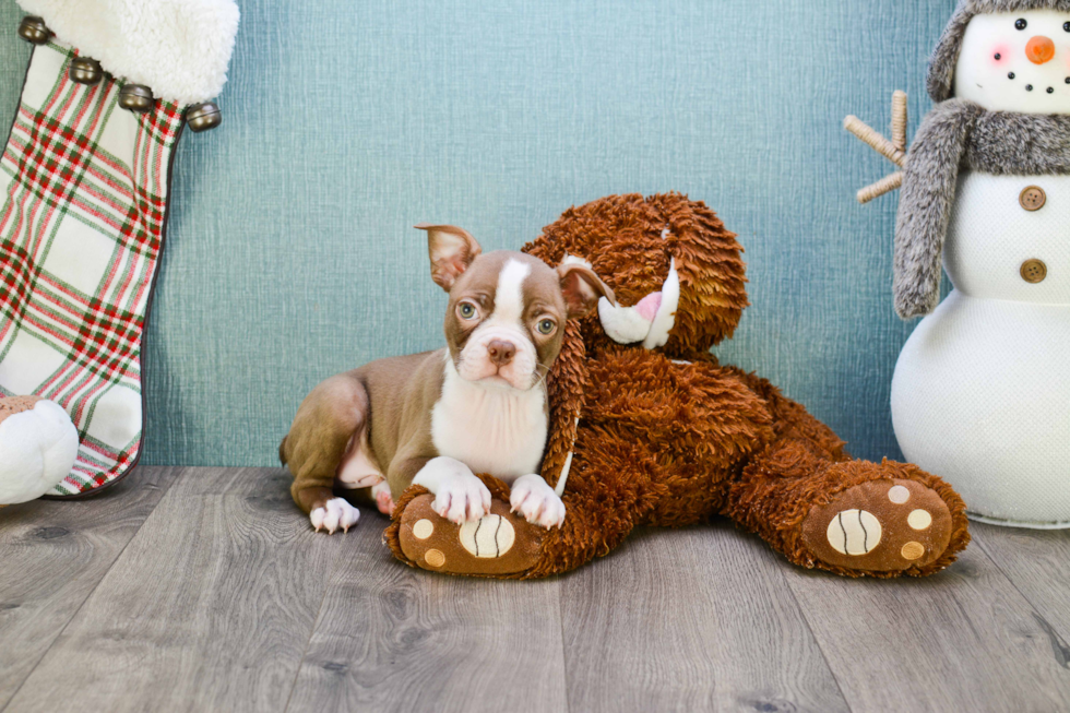 Best Boston Terrier Baby