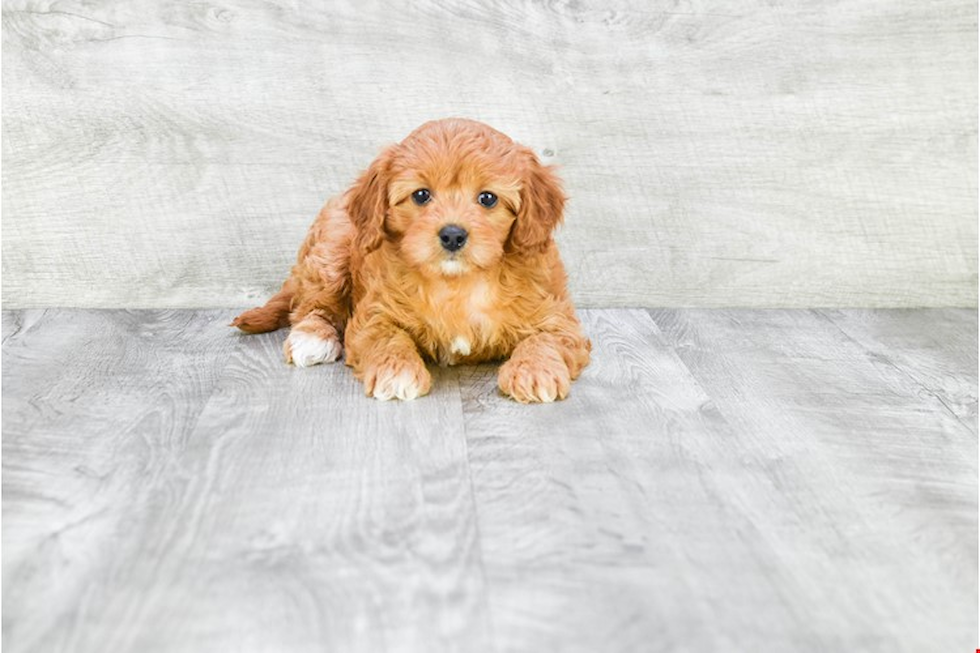 Funny Cavapoo Poodle Mix Pup