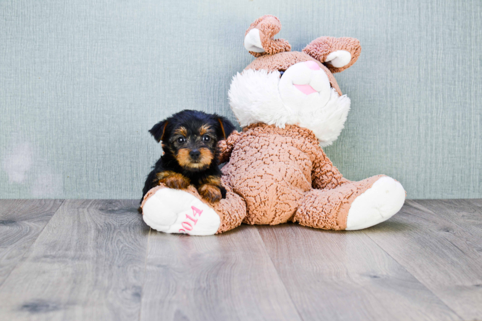 Meet Avery - our Yorkshire Terrier Puppy Photo 