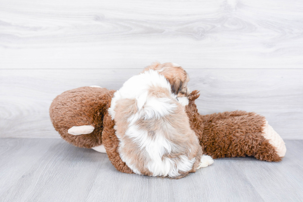 Sweet Cavachon Baby