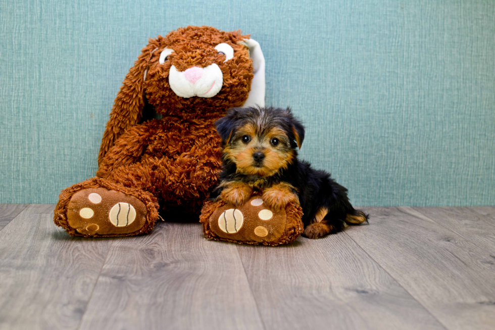 Meet Goldie - our Yorkshire Terrier Puppy Photo 